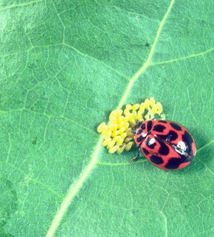 Figure 15. The v-marked lady beetle, Neoharmonia venusta (Melsheimer), feeding on eggs of the cottonwood leaf beetle, Chrysomela scripta Fabricius.