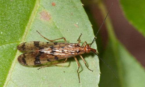 Figure 5. Male Florida scorpionfly, Panorpa floridana Byers, photographed in Gold Head Branch Ravine, Clay County, Florida.