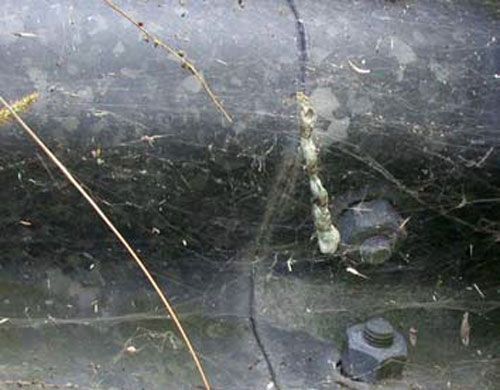 Figure 6. Colony of Cyrtophora citricola on guardrail of canal bridge. Note the string of five eggsacs in the right middle of the picture, just above a horizontal web.