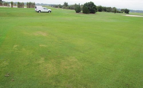 Figure 3. Seashore paspalum on a golf course fairway infested by Helicotylenchus paxilli. Nematode damage is visible as patches of declining turf.