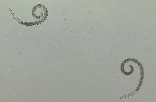 Figure 2. The body of Helicotylenchus spp. and other spiral nematodes curve into a spiral when the nematode is dead or relaxed. These relaxed nematodes are curled into a spiral.
