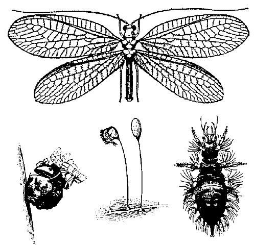 Figure 2. Crisopa adulto (arriba). Una crisopa emergiendo de una pupa, emergiendo de un huevo y una larva (abajo).