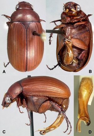 Figure 1. Adult Maladera castanea (Arrow), Asiatic garden beetle: A) dorsal, B) ventral, C) lateral and D) male genitalia.