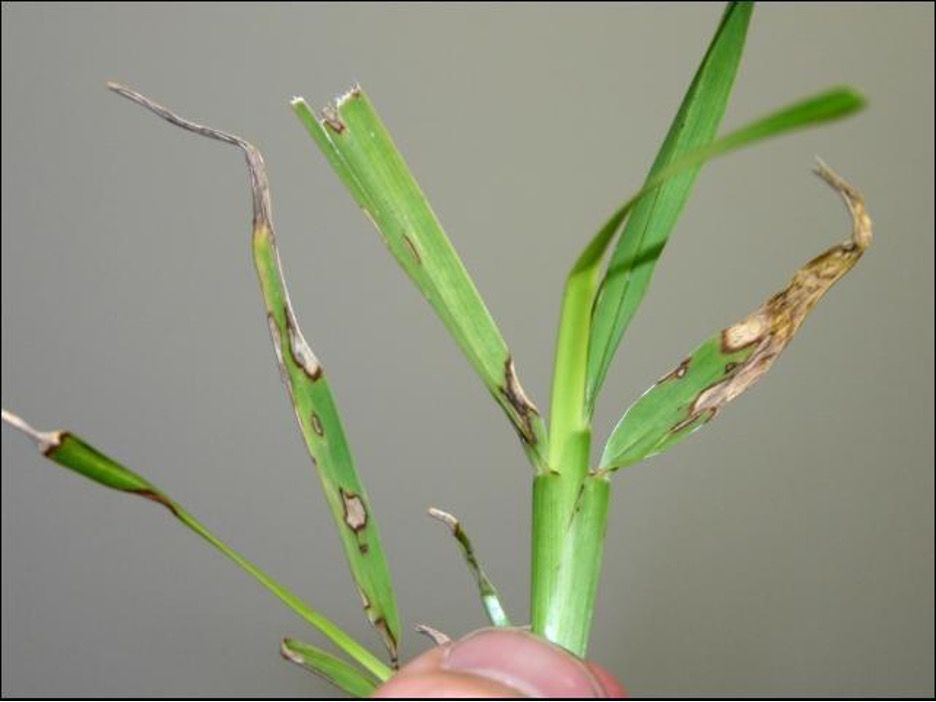 Gray leaf spot symptoms on St. Augustinegrass.