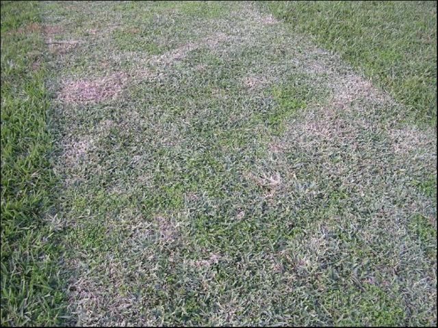 "Scalping," or mowing grass too short, can injure the lawn. Always mow at the highest recommended height for the cultivar and species.