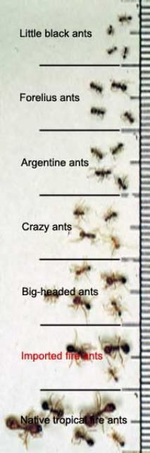 Imported fire ants in comparison to other ants.