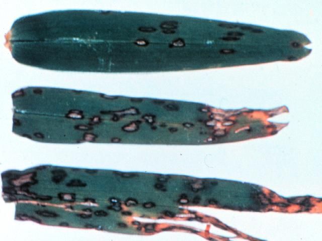 Figure 1. Cercospora leaf spot symptoms on St. Augustinegrass.