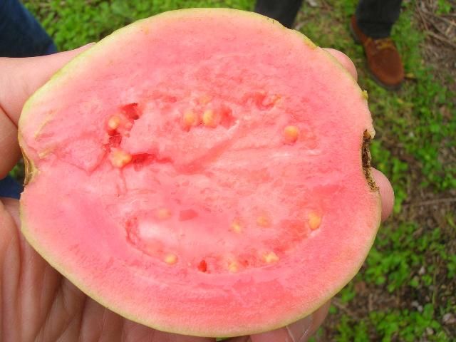 Figure 1. Pink guava pulp.