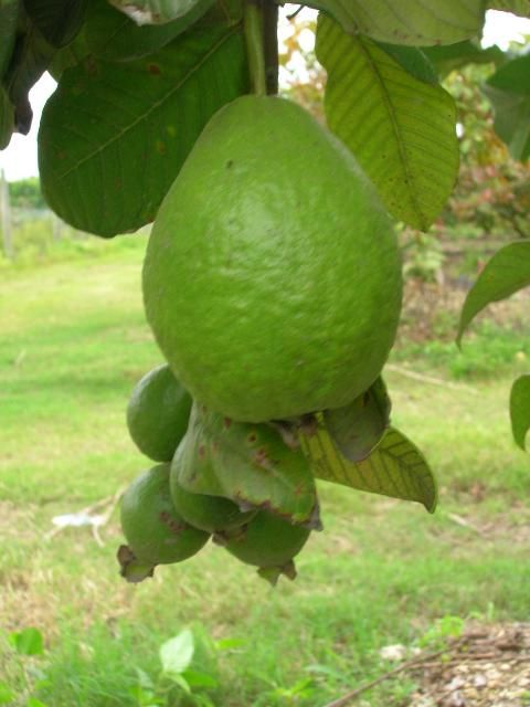 Figure 2. Pink guava fruit on tree.