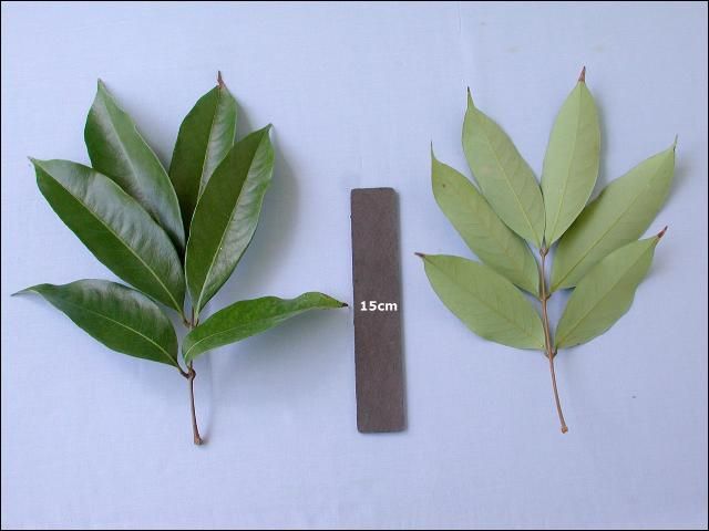 Figure 3. Lychee leaves. Upper and lower surfaces of the compound lychee leaf.