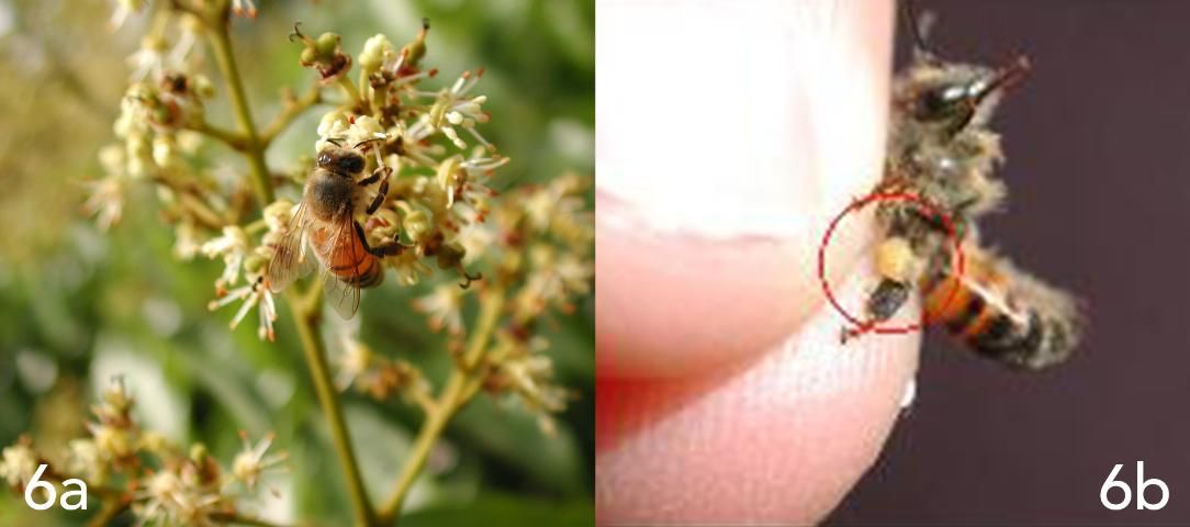 Figure 6. 6a) Lychee Pollination. Lychee flowers are pollinated by bees and wind; 6b) Close-up of honey bee with pollen.