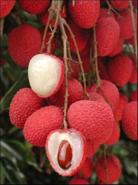 Figure 5. Lychee Fruit. 'Brewster' lychee fruit.