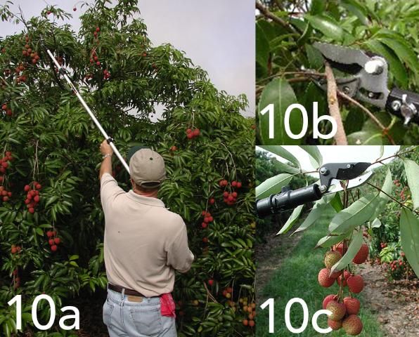 Figure 9. 10a) Harvest pole aid; 10b) Close-up of harvest aid with cutting edge and clamp; and 10c) Close-up of harvest pole aid and clipped fruit.