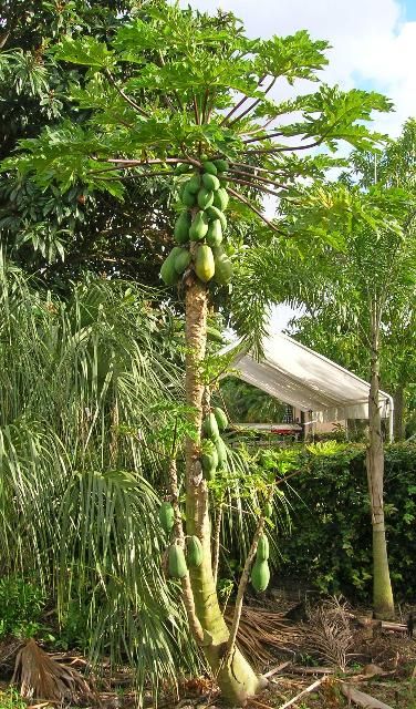 Figure 2. Papaya plant in the home landscape.