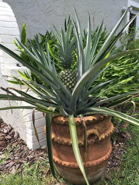 Figure 2. Container-grown pineapple plant in the home landscape.