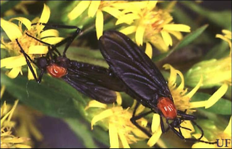 Figure 1. Mating pair of lovebugs. Female on right.