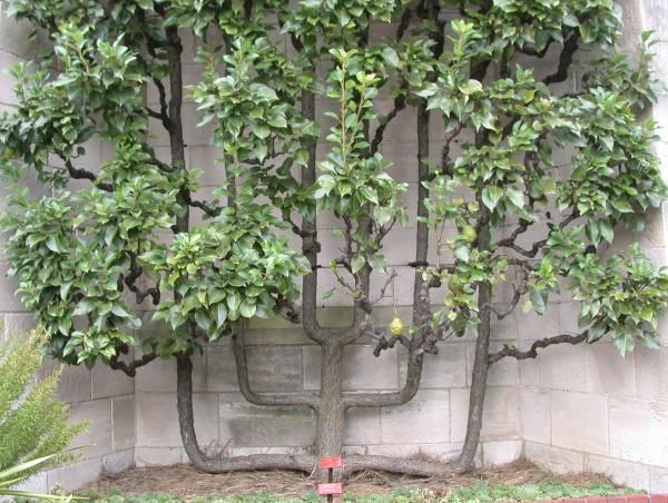 Figure 1. Espaliered pear tree (Pyrus communis), in the garden of the Cloisters in upper Manhattan.