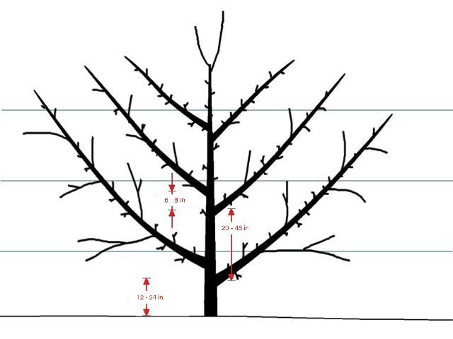 Figure 4. Espalier with upward-slanting branches.