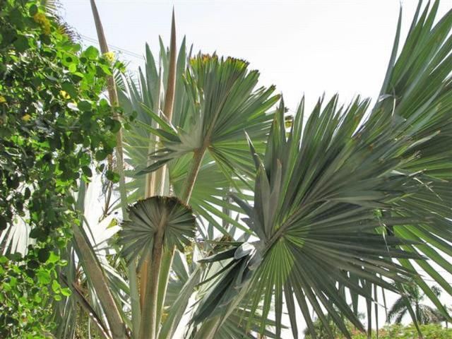 Boron-deficient new leaves produced for several months following cold weather. Note the multiple unopened spear leaves, a characteristic of chronic boron deficiency.