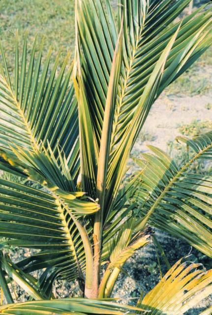 Temporary manganese deficiency in coconut palm (C. nucifera) caused by cool soil temperatures four months earlier. Note that the newest leaves are less deficient than the first ones to emerge following the cold weather.