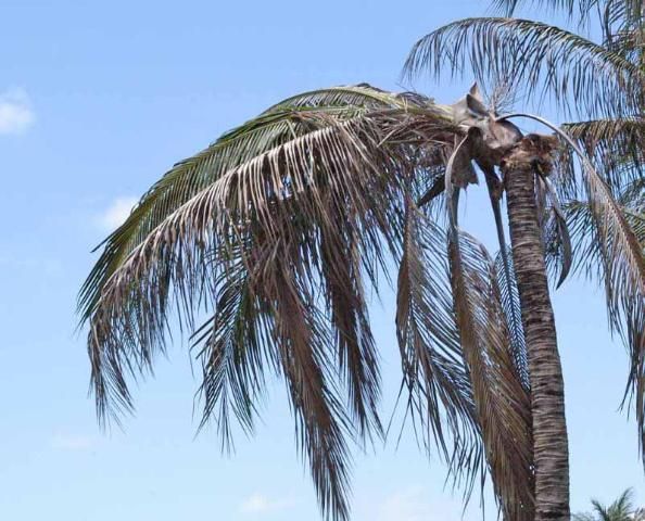 Collapse of palm canopy in coconut palm (C. nucifera) due to secondary rotting of cold-damaged trunk tissue about three months after prolonged chilling temperatures.