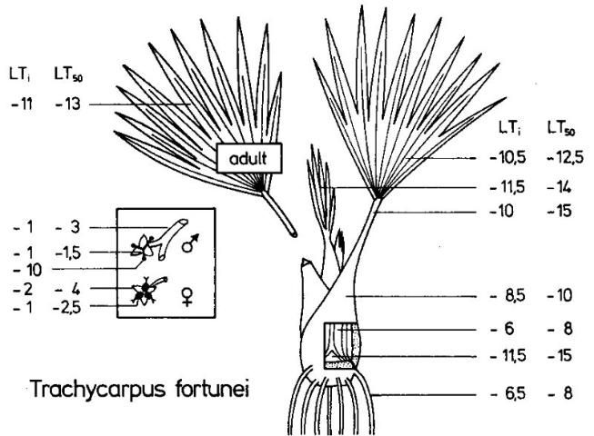 Frost susceptibility of various parts of a juvenile windmill palm (Trachycarpus fortunei). LTi = temperature (°C) at which frost damage was first observed. LT50 = temperature at which 50% of tissue was killed.