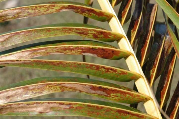 Reddish blotches are symptoms of mild chilling injury in coconut palm (Cocos nucifera).