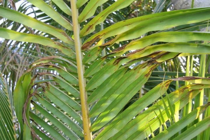 Cold-damaged leaflets in the middle of a newly emerging leaf of coconut palm (C. nucifera).