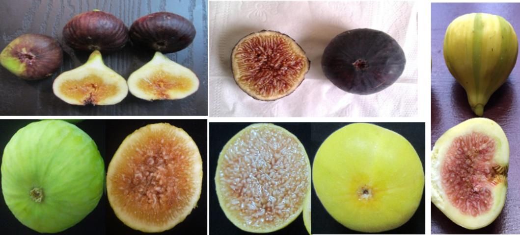 Figure 9. Color de la cáscara de la fruta entre diferentes variedades de higo.