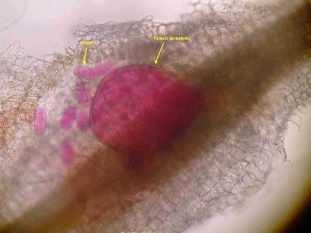 Figure 3. Sedentary endoparasites (root-knot nematode pictured here) establish a complex feeding site in the root as a juvenile or immature female and do not move from that site for the rest of their lives. Adult females enlarge as they feed and produce eggs.
