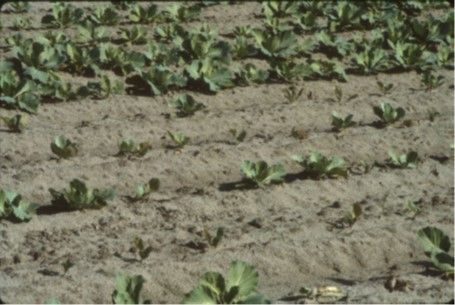 Figure 6. Sting nematode-induced stunting of cabbage and poor stand establishment.