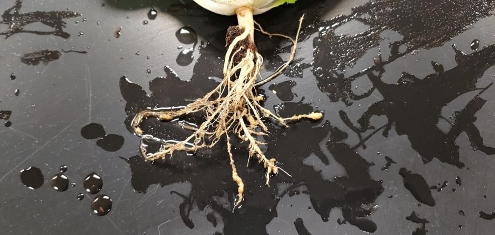 Figure 10. Severe galling (irregularly shaped swellings) of cabbage roots due to root-knot nematode infestation