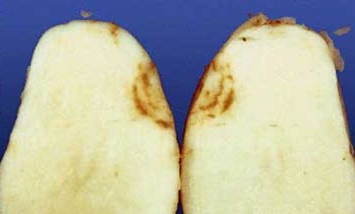 Potato tuber with internal brown arcs, a symptom of corky ringspot disease transmitted by stubby-root nematode. 