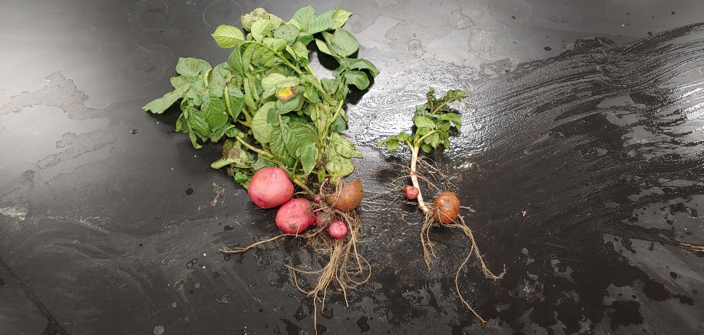 Severe sting nematode infestation in white potato impairs root function, leading to reduced growth (right plant) compared to growth in healthy plants (left plant). The infested plant has a stunted root system with fewer lateral roots. 