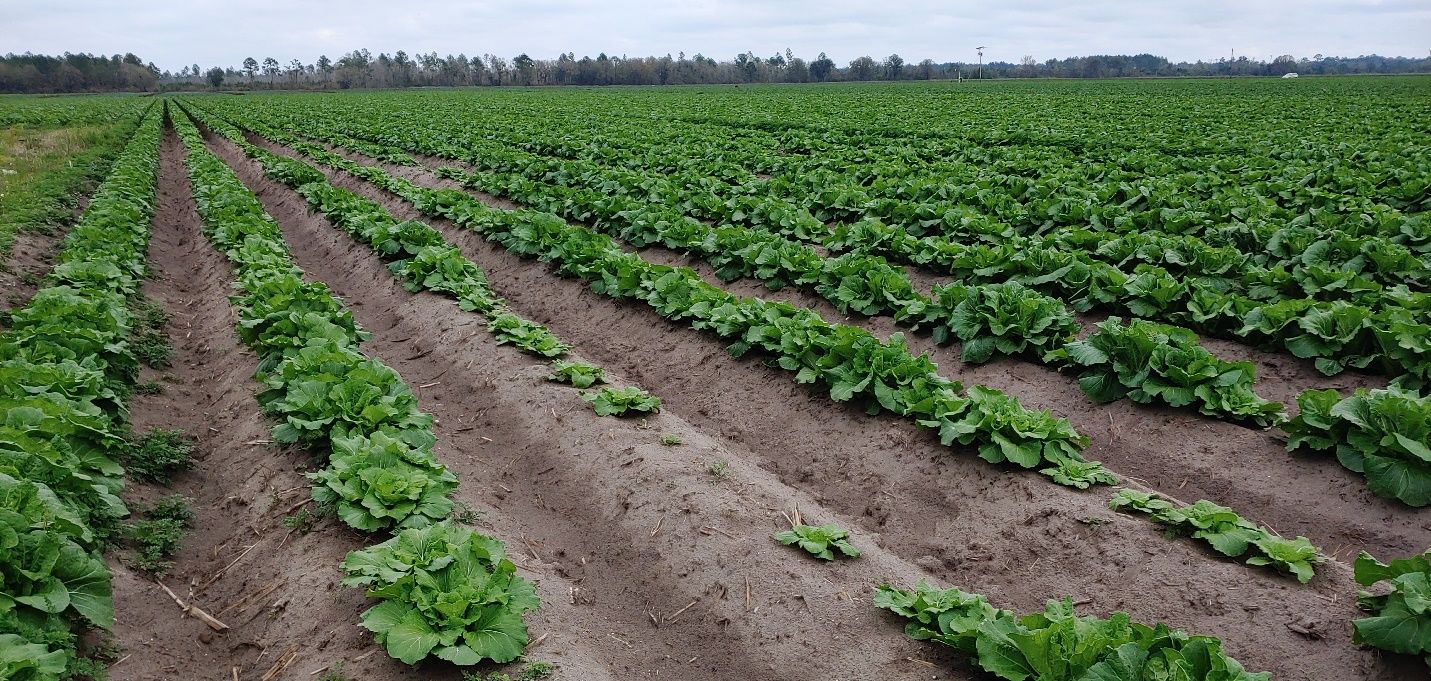 Plant stunting caused by root-knot nematode (Meloidogyne spp.) in Napa cabbage. Symptoms have an irregular, patchy field distribution characteristic of biological disease agents, such as nematodes. 