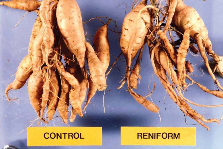 Stunting, delayed development, and decreased storage root production in reniform-infested sweet potato (right) compared with uninfested. 