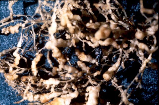 Figure 7. Close-up view of root-knot nematode (Meloidogyne spp.) induced galling of plant roots. Note the enlarged, tumerous type expansions (galls) of the roots.