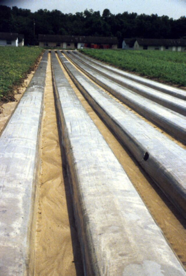 Figure 17. Soil solarization, the use of clear plastic panels as bed coverings to heat non-cropped soils to temperatures lethal to nematodes and other soilborne pathogens.