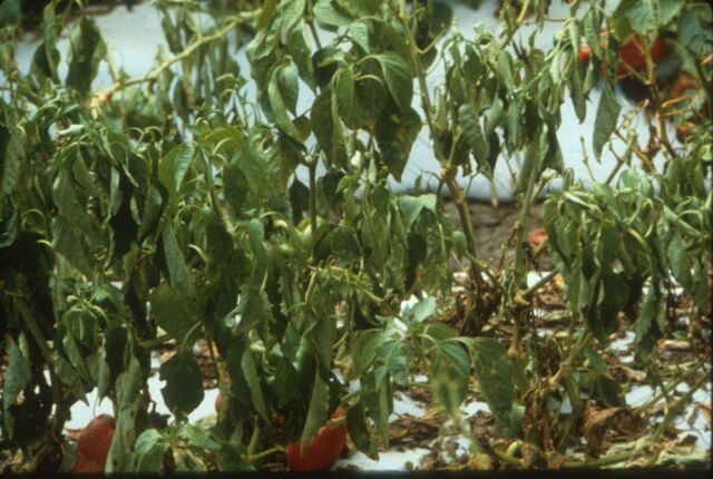 Figure 4. Wilting of pepper due to massive root infection by the root-knot nematode (Meloidogyne sp.).