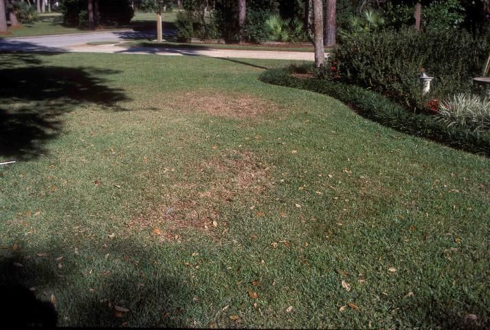 Nematode damage to this St. Augustinegrass lawn occurs in irregularly shaped patches.