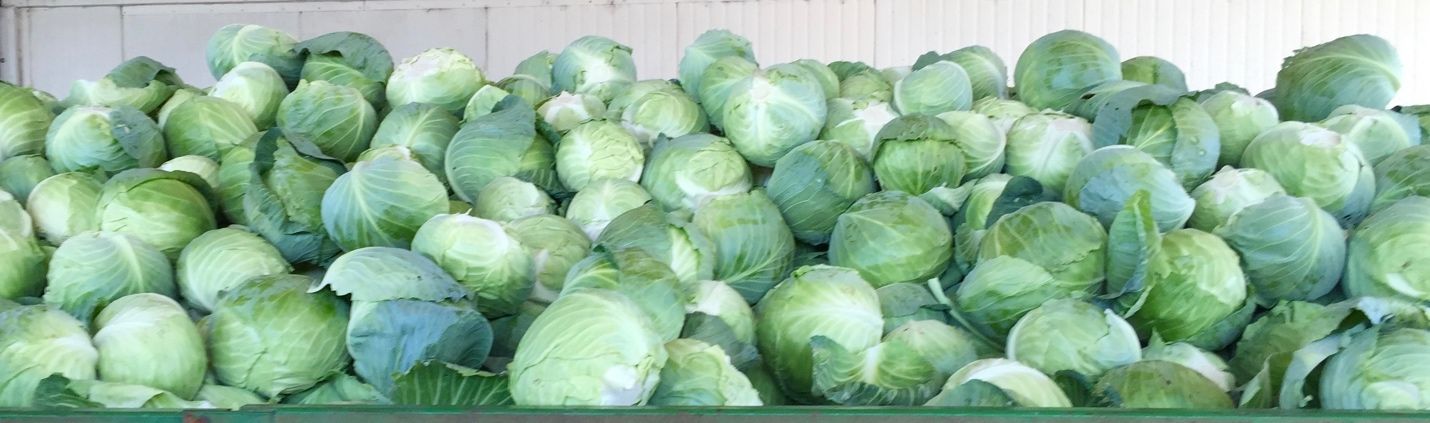 Harvested cabbage ready for packing and shipping.