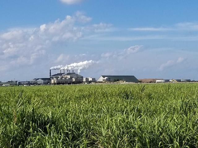 Figure 2. Sugarcane mill in Belle Glade, Florida.