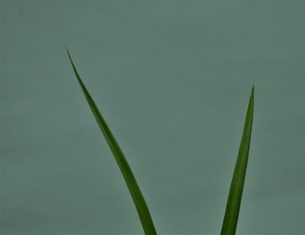 Figure 20. Leaf tips of yellow and purple nutsedge. Note the long, tapered yellow nutsedge leaf tip (left) in contrast to the abrupt taper of the purple nutsedge leaf tip (right).