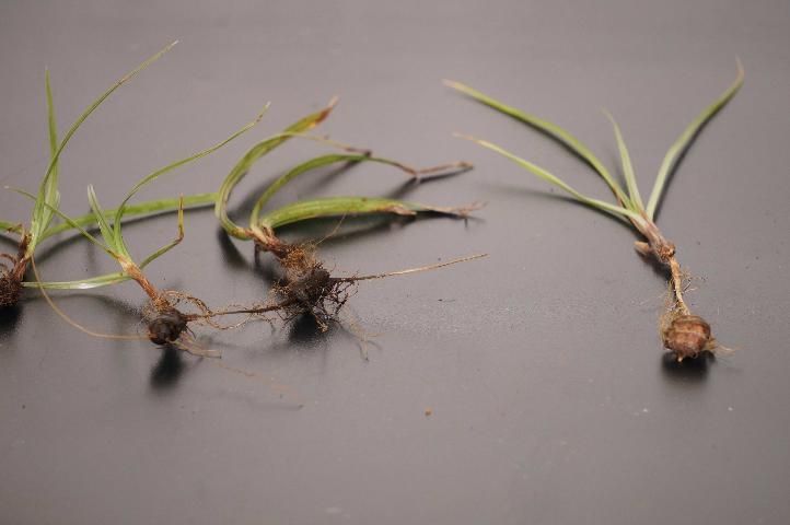 Figure 22. Irregularly shaped purple nutsedge tubers connected in a chain along the length of the rhizome (left) and a round yellow nutsedge tuber at the end of the rhizome (right).