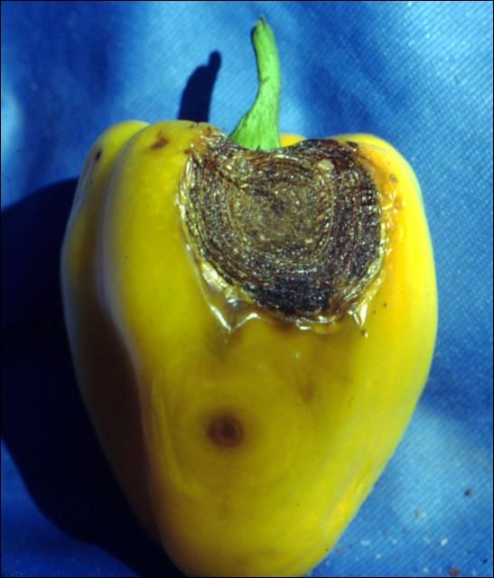 Figure 2. Anthracnose lesion contains salmon-colored spore masses in concentric rings on mature pepper fruit.