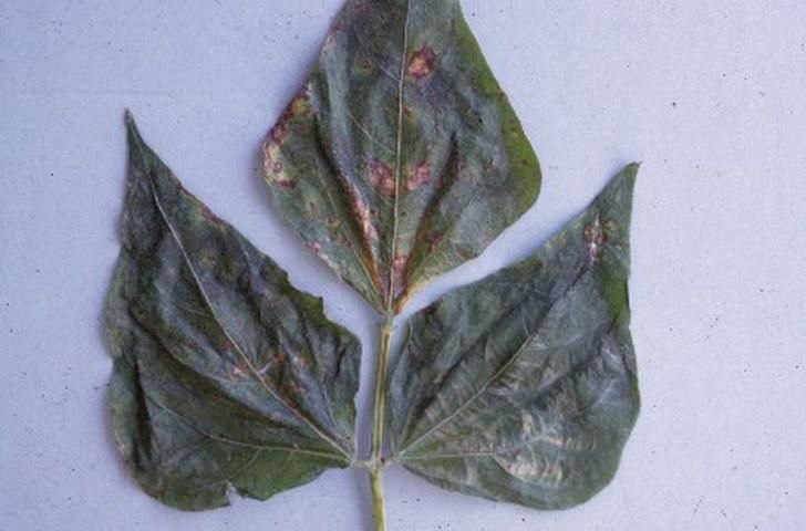 Figure 3. Leaf symptoms of Alternaria leaf and pod spot.