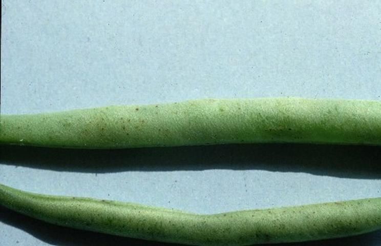 Figure 1. Tiny, black specs associated with light infection of snap bean pods by Alternaria alternata.