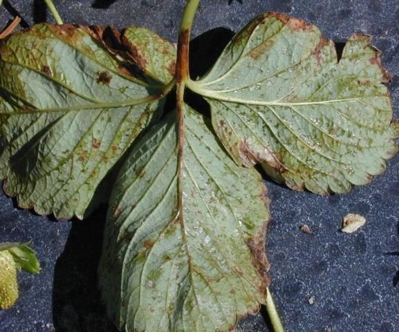 Figure 1. Water-soaked lesions of angular leaf spot.
