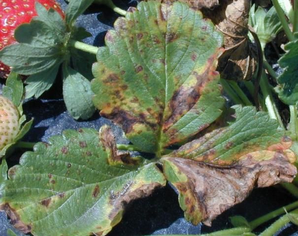 Figure 2. Reddish-brown spots of angular leaf spot.