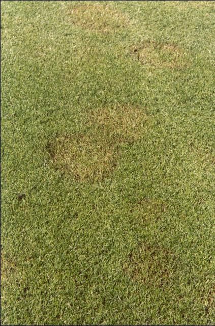 Figure 1. The initial symptoms of Pythium blight on a ryegrass overseed of a bermudagrass athletic field. The first symptoms often include turfgrass with a wilted, greasy, or gray appearance.